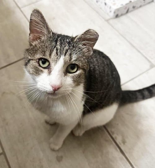 COWBOY LOVESALOT - Domestic Short Hair available for adoption