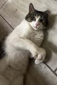 Cowboy Lovesalot - Photo 3