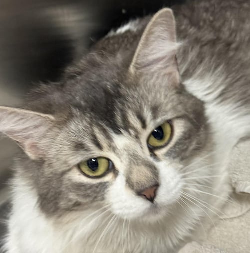 TATER TOT DANIELS - Domestic Medium Hair for adoption in Chandler