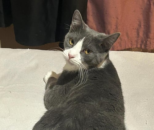 SABINE OBISPO BONDED TO BIFF OBISPO - Domestic Short Hair available for adoption