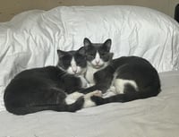 Sabine Obispo Bonded To Biff Obispo - Photo 2