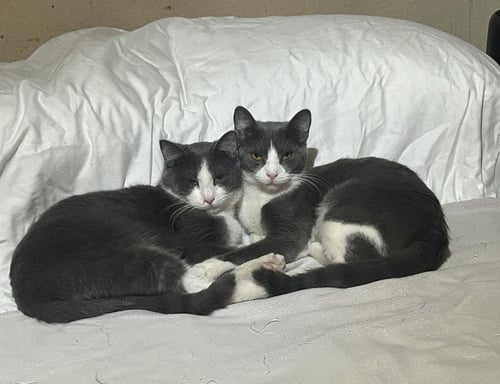 SABINE OBISPO BONDED TO BIFF OBISPO - Domestic Short Hair available for adoption