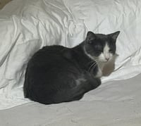 Biff Obispo Bonded Sabine Obispo - Photo 1