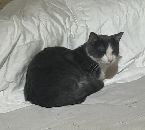 BIFF OBISPO BONDED SABINE OBISPO - Domestic Short Hair available for adoption