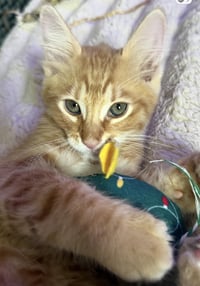 Snoop-Catt Viola - Photo 2