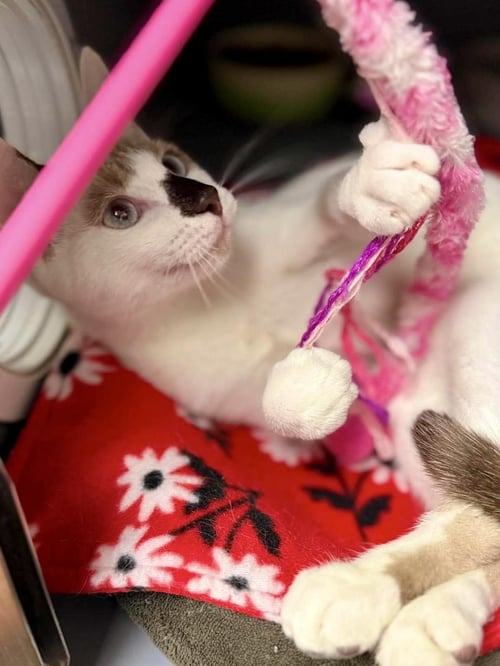 BART SPRINGFIELD - Domestic Short Hair available for adoption