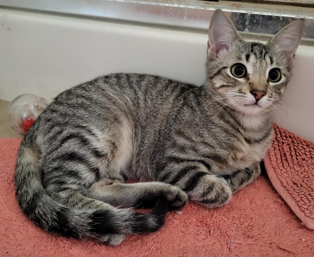 Cartier Outlette - Photo 4