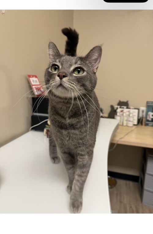 SHMOKE SMOODLE - Domestic Short Hair / Tabby available for adoption