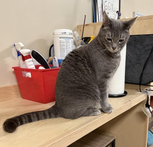 SHMOKE SMOODLE - Domestic Short Hair / Tabby available for adoption