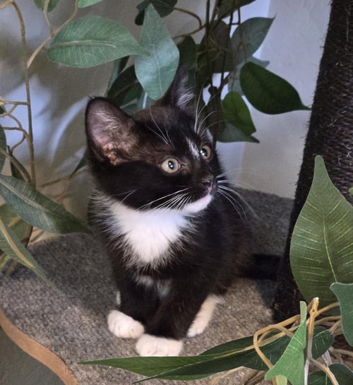 DART NIGHTLIGHT - Domestic Short Hair available for adoption