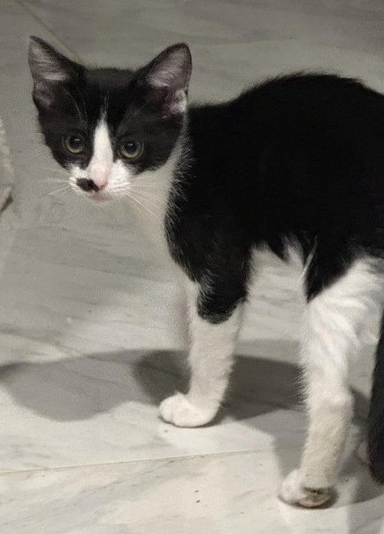 Roxie D'meow Image