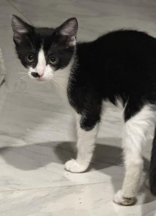 ROXIE D'MEOW - Tuxedo for adoption in Chandler