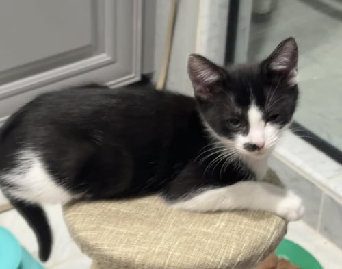 ROXIE D'MEOW - Tuxedo available for adoption