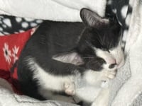Roxie D'meow - Photo 3