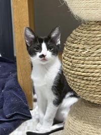 Roxie D'meow - Photo 4