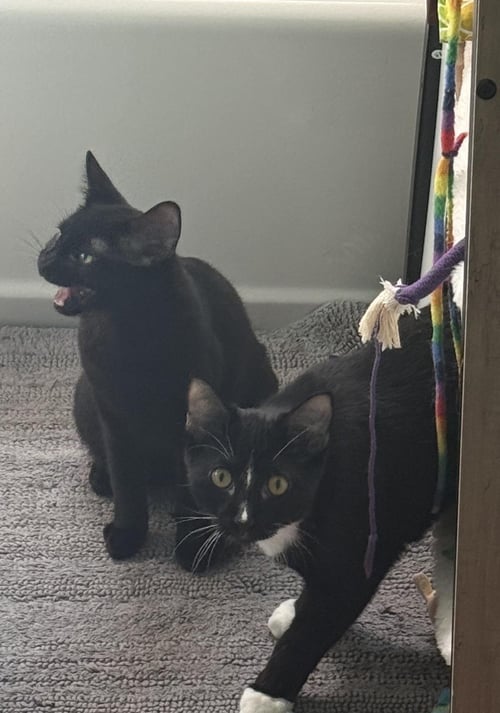 PUGSLEY ADDAMS - Domestic Short Hair available for adoption