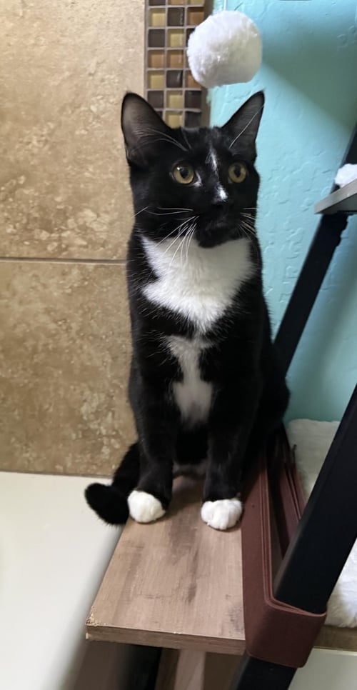 PUGSLEY ADDAMS - Domestic Short Hair available for adoption