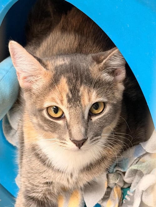 RAISIN BRAN CEREAL - Domestic Short Hair available for adoption