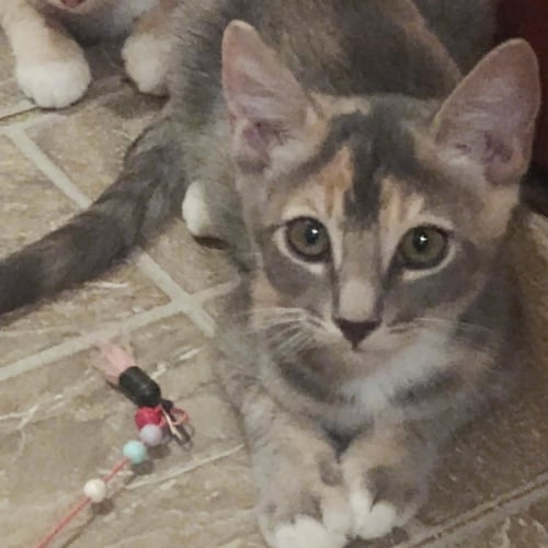 RAISIN BRAN CEREAL - Domestic Short Hair for adoption in Chandler