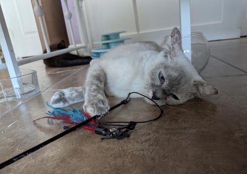 ZOE MADRAIN - Domestic Short Hair / Siamese available for adoption