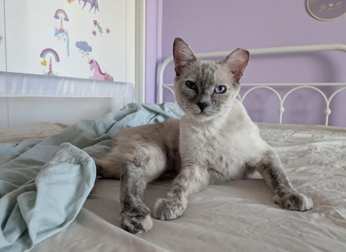 ZOE MADRAIN - Domestic Short Hair / Siamese available for adoption