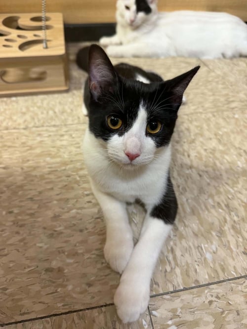 LENNON GAELIC (BONDED TO BRIDGET GAELIC) - Domestic Short Hair / Tuxedo for adoption in Chandler