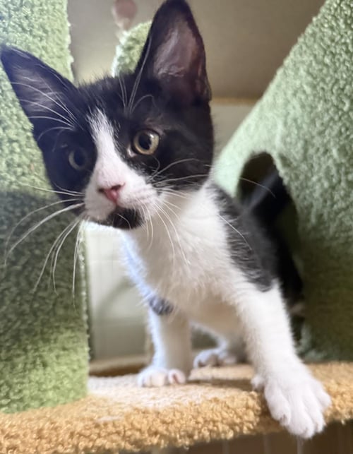 ZACKIE BAYSIDE - Domestic Short Hair / Tuxedo available for adoption