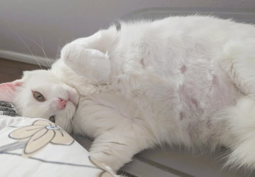 ARABELLA DAVINA - Domestic Medium Hair available for adoption