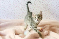 Princess Cuddlestoo - Photo 2