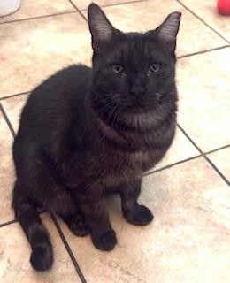 BABY SHRIMP - Domestic Short Hair available for adoption