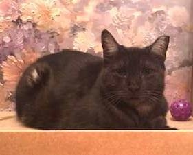 BABY SHRIMP - Domestic Short Hair available for adoption