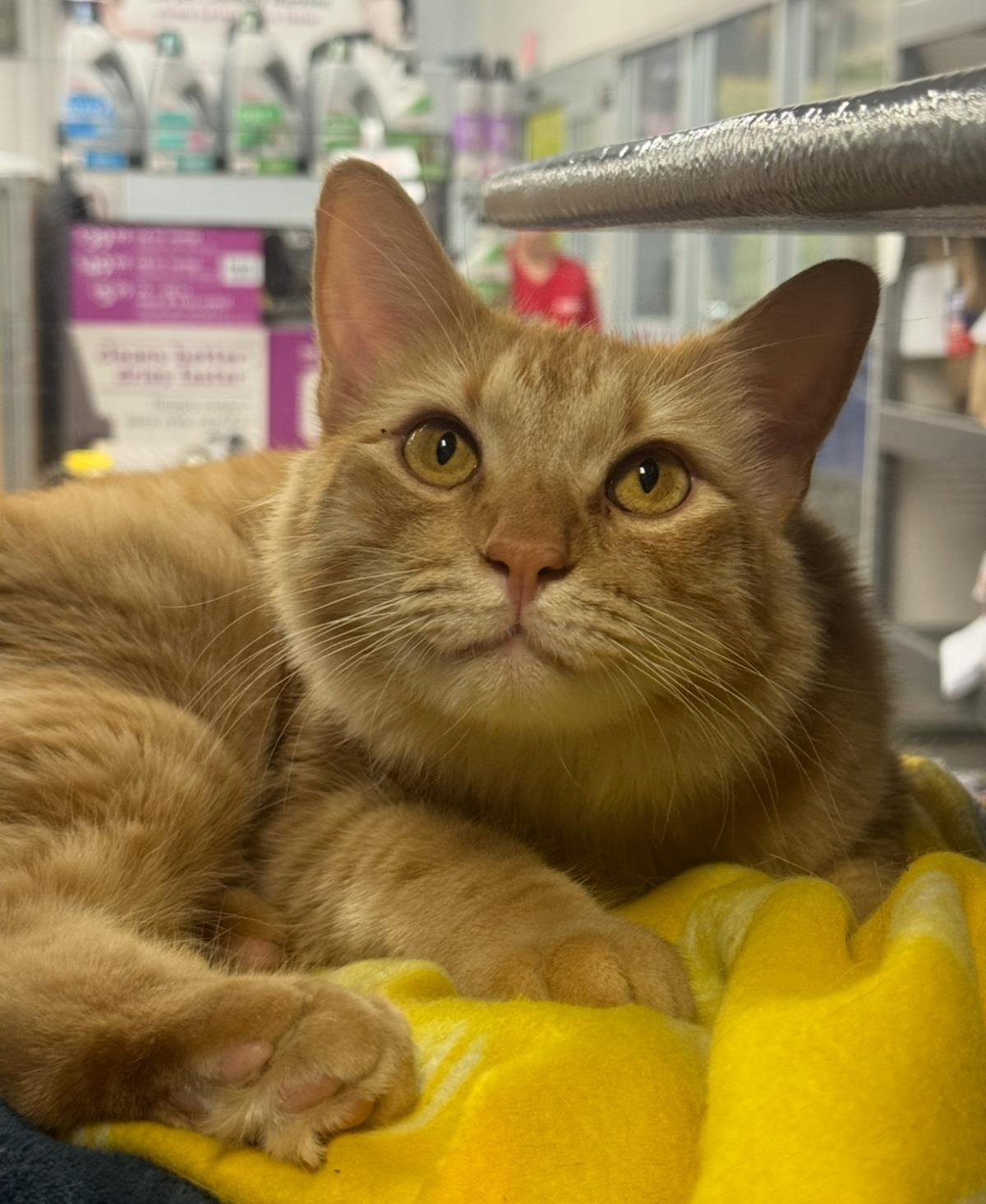 KYLE GOOD-LOOKING - Tabby / Domestic Long Hair available for adoption