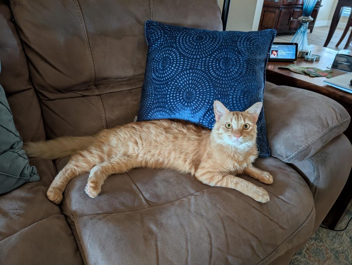 KYLE GOOD-LOOKING - Tabby / Domestic Long Hair available for adoption