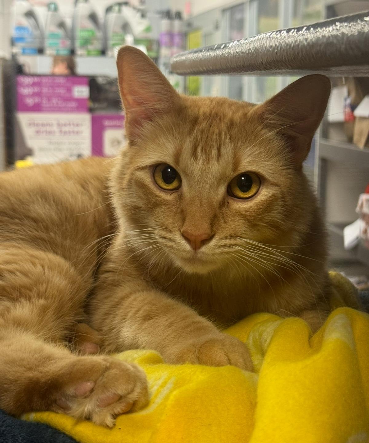 Kyle Good-Looking - Photo 4