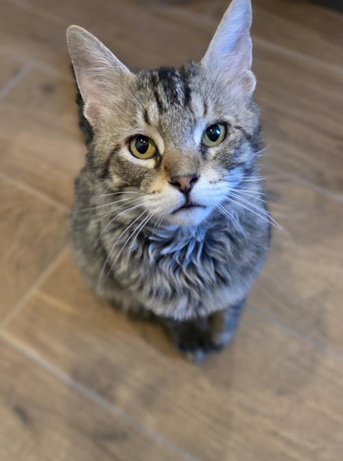SKATER BOI - Domestic Medium Hair / Tabby for adoption in Chandler