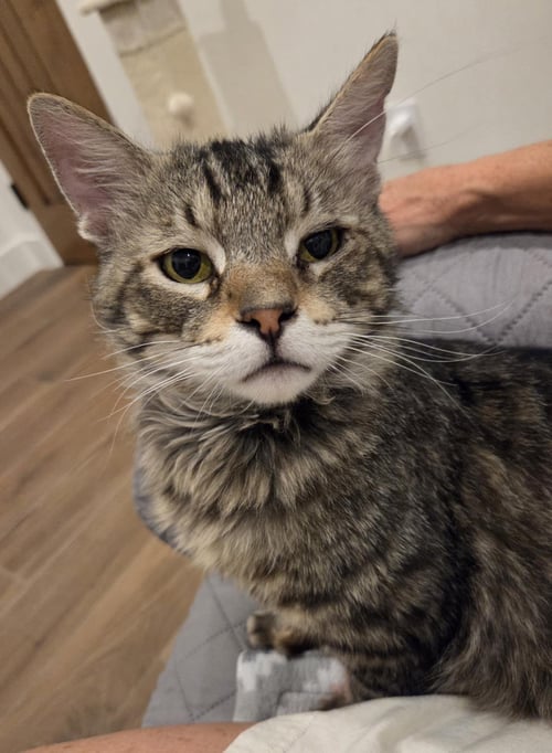 SKATER BOI - Domestic Medium Hair / Tabby available for adoption