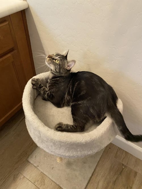 CATTAIL EVERDELL - Domestic Short Hair / Tabby available for adoption