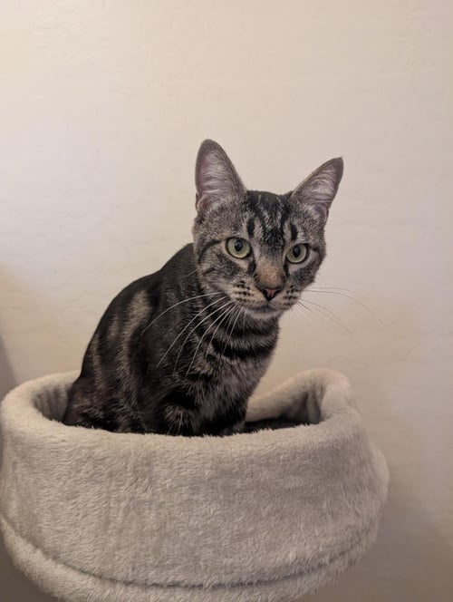 CATTAIL EVERDELL - Domestic Short Hair / Tabby available for adoption