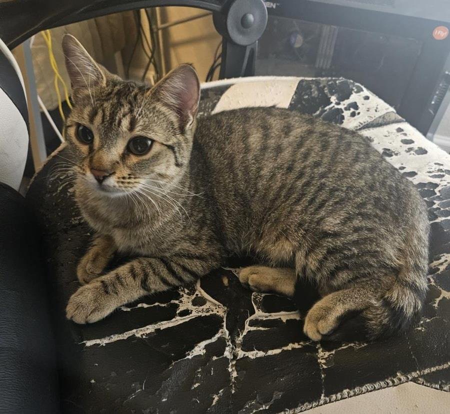 SELENA JIMENEZ - Domestic Short Hair / Tabby available for adoption