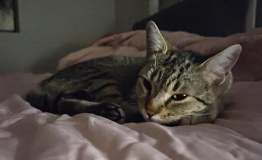 SELENA JIMENEZ - Domestic Short Hair / Tabby available for adoption