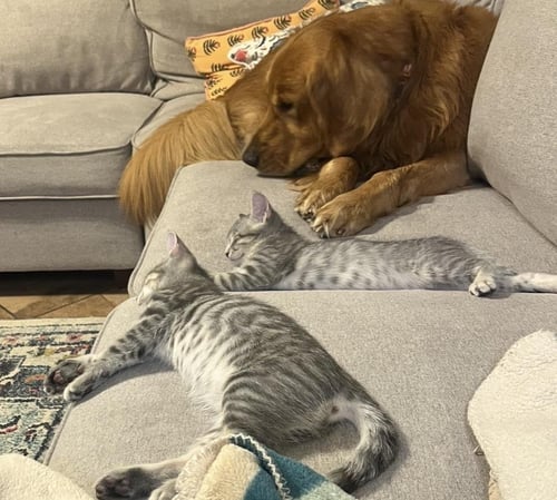 MESSI ALLSTAR BONDED WITH RONALDO - Tabby / Domestic Short Hair available for adoption