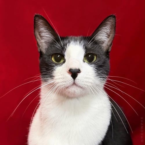 LANI SUGAR - Domestic Short Hair for adoption in Chandler