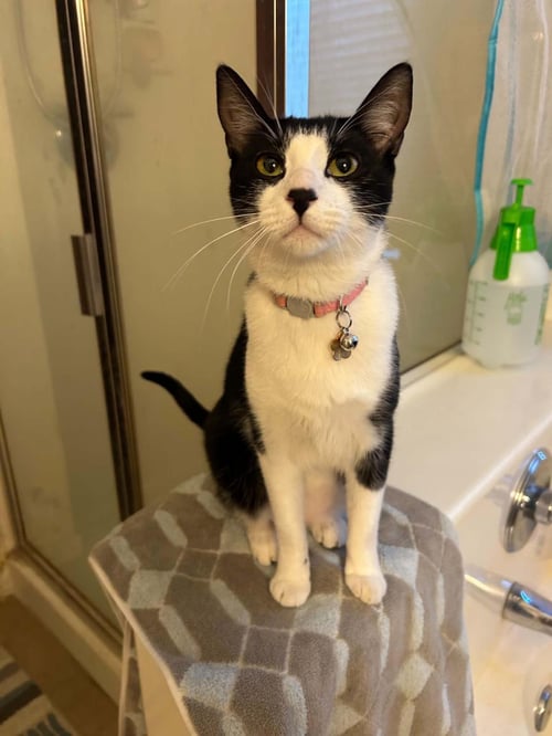 LANI SUGAR - Domestic Short Hair available for adoption