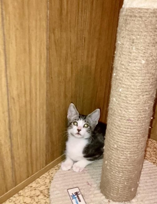 TIGER BEAR BINK - Domestic Short Hair / Tabby available for adoption