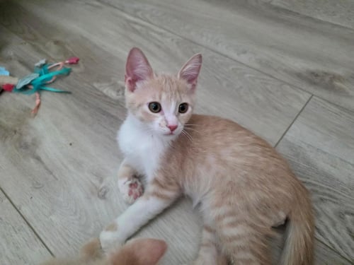 SUNFLOWER SUMMERGARDEN - Domestic Short Hair available for adoption