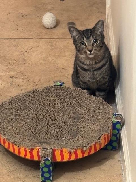 PIXIE PURRSOME - Domestic Short Hair / Tabby available for adoption