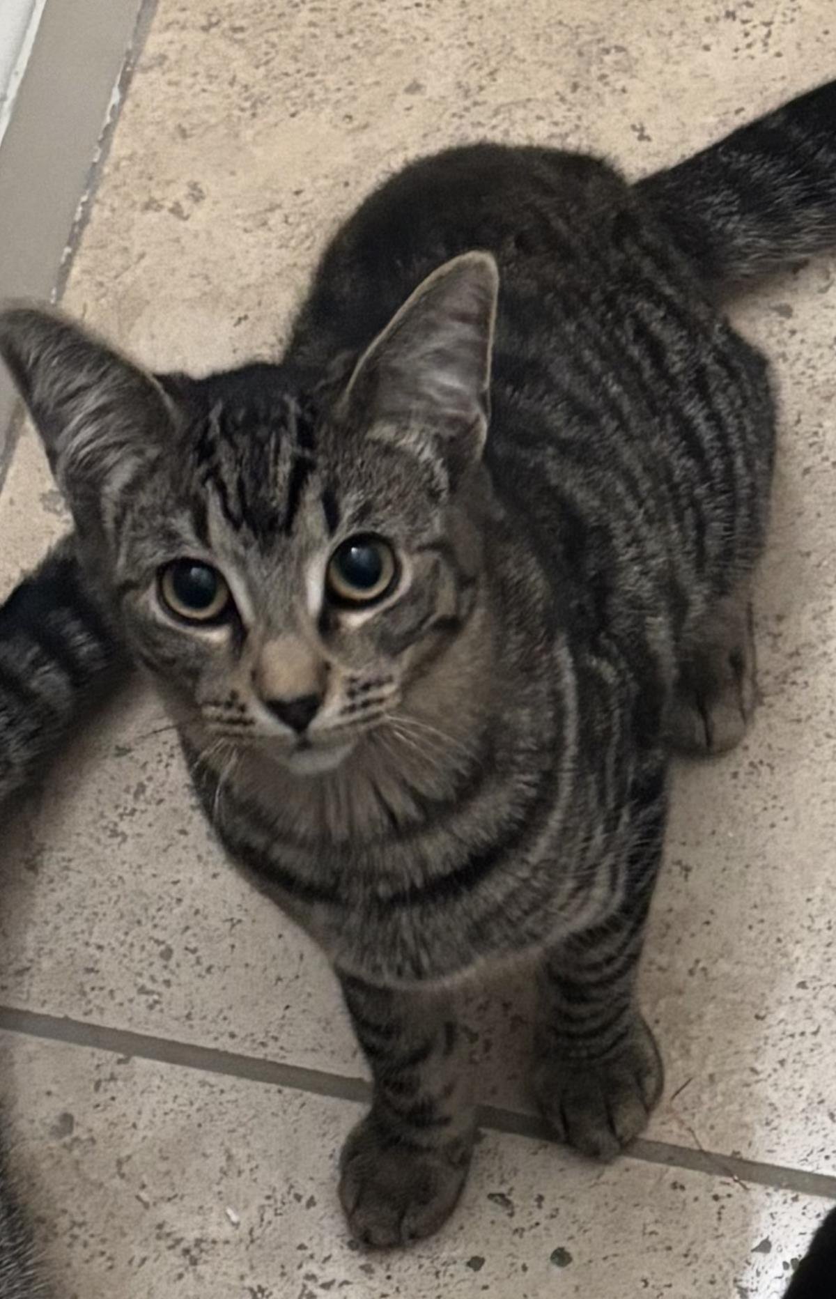 PIXIE PURRSOME - Domestic Short Hair / Tabby available for adoption