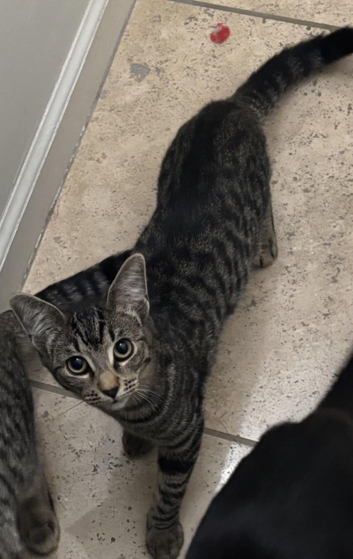 Pixie Purrsome - Photo 3