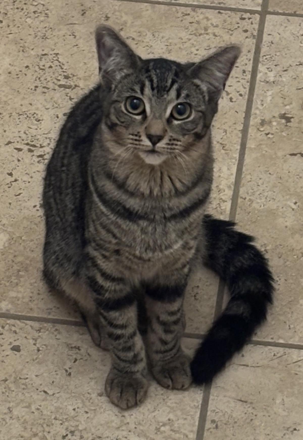 Pixie Purrsome - Photo 4