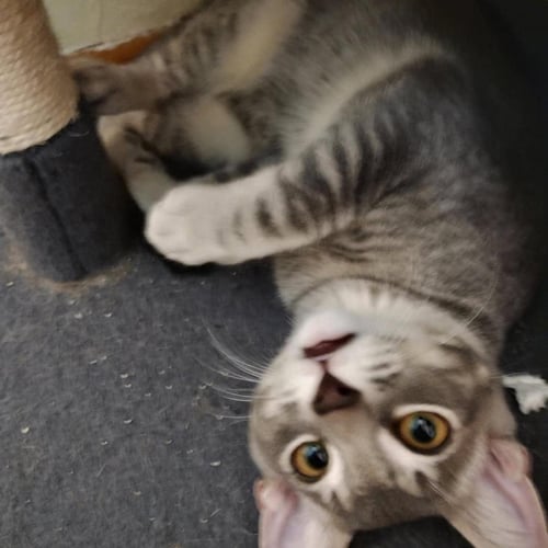 BOO-BERRY CEREAL - Domestic Short Hair for adoption in Chandler